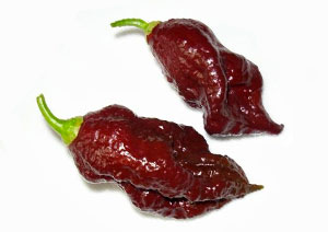 Bhut Jolokia Chocolate