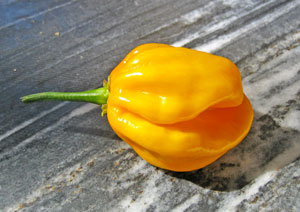 Habanero Giallo