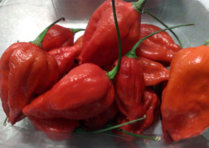 Naga Morich