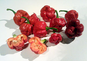 Trinidad Moruga Scorpion